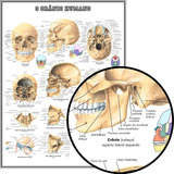 Poster Anatomia 65x100cm Mapa Do Crânio