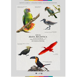 Poster Aves Da Mata Atlântica Costeira
