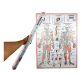 Pôster Medicina Anatomia Esqueleto Do Corpo Humano 90x120cm