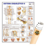 Poster Sistema Esquelético 2 Osseo Mapa