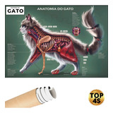 Poster Veterinário Gato Pet Cat Anatomia