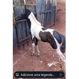 Potra Mangalarga Pampa De Preto Registrada