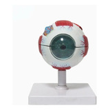 Preço Baixo Anatomia Do Olho Humano Globo Ocular Modelo