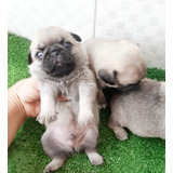 Pug Pedigree Cbkc