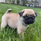 Pug Sou Lindo Com Meu Focinho Pequeno! Seu Filhote