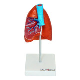 Anatomia