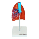 Anatomia