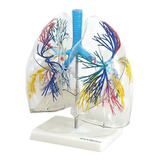 Pulmão Humano Transparente, Anatomia