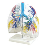 Pulmão Humano Transparente, Anatomia