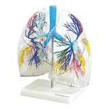Anatomia
