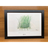 Quadro Decorativo - Eleocharis Mínima - Aquaplante