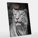 Quadro Decorativo Canvas Tigre Branco 60x90