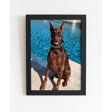 Quadro Decorativo Doberman Na Piscina.