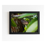 Quadro Grande Réptil Varano-malaio Camuflado Em Tronco