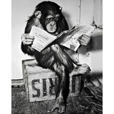 Jornal