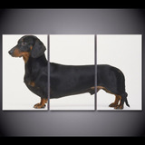 Quadros Decorativos 3 Peças Cão Cachorro