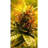 Veg/bloom