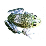 Terrário