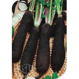 Rabanete Perseu - 1,5g = 135 Sementes Aproximadamente