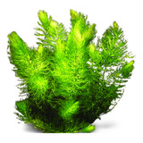 Rabo De Raposa Planta Aquática Lowtech Aquario - 50 Mudas