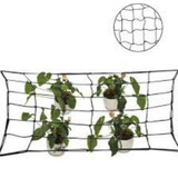 Scrog
