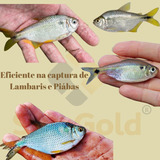 Rede Pesca Lambari Malha 2 X