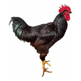 Galados