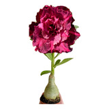 Rosa Deserto Muda Suntra Dupla Tripla Enxertada Identificada