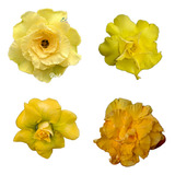 Adenium
