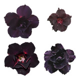Rosa Do Deserto Kit Negras (18 Sementes - 6 Tons) Adenium