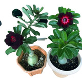 Rosa Do Deserto Kit Negras (18 Sementes-4 Tons) Frete Grátis