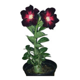 Rosa Do Deserto Kit Negras (18 Sementes-4 Tons)