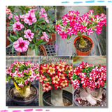 Rosa Do Deserto Mudas Kit C/ 10 Dupla Tripla Varios Tipos