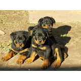 Rottweiler Lindíssimos