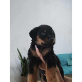 Rottweiler Lindos Filhotes Vacinados Com Pedigree * E Micro*