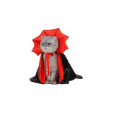 Gato