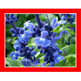 Salvia Azul- Farinacea Blue Sage Flor Sementes Para Mudas