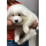 Urso