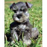 Schnauzer Amigáveis Filhotes