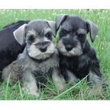 Schnauzer Lindos Fofos Belo Filhotes! Incriveis