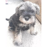 Bb