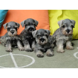 Schnauzer Pet Fofos .disponível