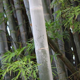 Sementes Bambu Gigante Dendrocalamus Membranaceus Para