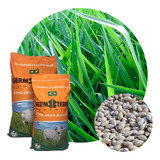 Sementes Brachiaria Decumbens 10kg Revestida Germiterra