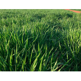 Sementes Braquiária Decumbens Incrustada 30kg/ 2,5 A 3ha