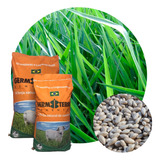 Sementes Braquiárinha Incrustada 2kg ( Solos Fracos)