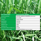 Sementes Brizantha Marandu 3 Kg Incrustada