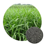Sementes Brizantha Marandu 5 Kg Incrustada