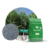 Sementes Capim Aruana 10 Kg - Incrustada