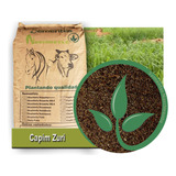Sementes Capim Brs Zuri 10kg Pastagem Engorda De Animais
